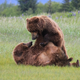 Illustration for article titled Please Enjoy This Gallery Of Amazing Bear Photos